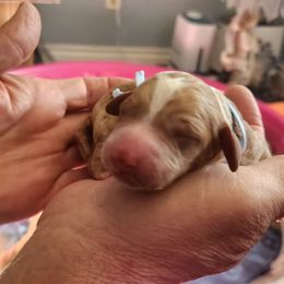 Red tuxedo - Caramel red male Labradoodle puppy in Phelan, California from Family Doodles