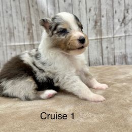 Cruise - White blue merle and tan male Shetland Sheepdog puppy in Abilene, Texas from Double Dare Shelties