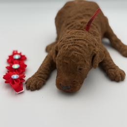Doc Holiday - Red  male Poodle puppy in Mount Vernon, Illinois from AMC Poodles