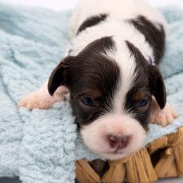 Cinnamon - Chocolate female Cavapoo puppy in Beech Island, South Carolina from New Moon Farm Canines