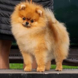 Dash - Pomeranian