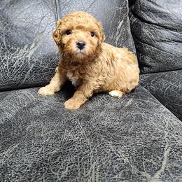 Milo - Apricot male Poodle puppy in Plano, Texas from Dogs lovers
