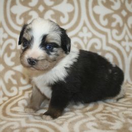 Boy 3 - Blue merle male Miniature Australian Shepherd puppy in Licking, Missouri from Burnett Aussies