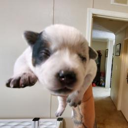 Half mask - Blue speckled male Australian Cattle Dog puppy in Lenoir, North Carolina from Blue Coyote Ranch