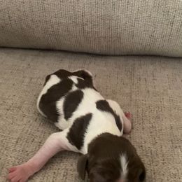 Boy 4 - male Brittany puppy in Kathleen, Georgia from Reas’s Brittany’s of Middle Georgia