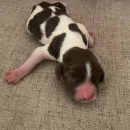 Boy 4 - male Brittany puppy in Kathleen, Georgia from Reas’s Brittany’s of Middle Georgia