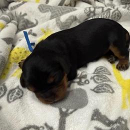 Howey (blue collar) - Black and tan male Cavalier King Charles Spaniel puppy in Ocala, Florida from Ray of Sunshine Spaniels LLC