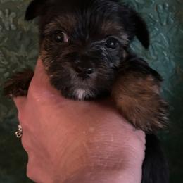 Morkie and Yorkshire Terrier Puppies from DEJAVU PUPS