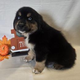 Boy 5 - Black tri-color male Australian Shepherd puppy in Lakeland, Florida from Diamond P Australian Shepherds