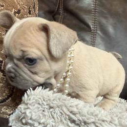 Frappe with OFA parents - Cream female French Bulldog puppy in Billings, Montana from Yellowstone Frenchies