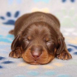 Puppy 3 - Chocolate and tan male Dachshund puppy in Red Bud, Illinois from Midwest Miniature Dachshunds