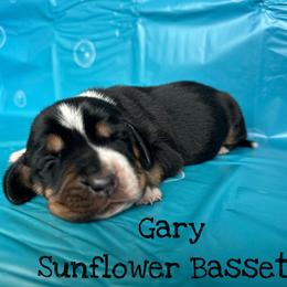 Gary - Brown black and white male Basset Hound puppy in Marianna, Florida from Sunflower Bassets