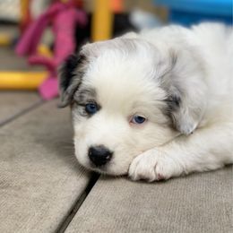 Pachouli - Blue merle female Australian Shepherd puppy in Deford, Michigan from Tapestry Australian Shepherds
