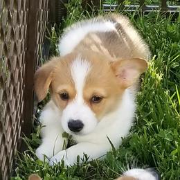 Pembroke Welsh Corgis from Joyce's Pembroke Welsh Corgis