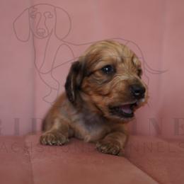 Armani - Black and cream male Dachshund puppy in Temecula, California from Naomi Magee's Dachshund Kennel