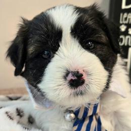 Charlie - Black and white male Shichon puppy in Upland, California from IDREAMOFPUPPIES