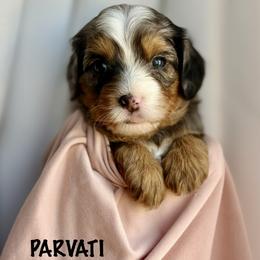Parvati - Merle female Bernedoodle puppy in Gilbert, Arizona from Safe Havynn Doodles