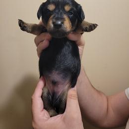 Biscotti (chiweenie) - Black and tan male Dachshund puppy in Pinson, Alabama from Sweet Honey Bunn Hounds