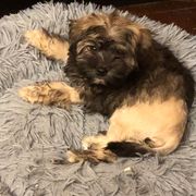 Lowchen Puppies from Ashford Kennel