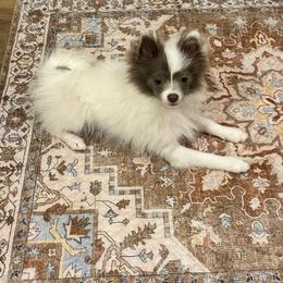Cooper - Blue parti male Pomeranian puppy in Plano, Texas from Madison Park Poms