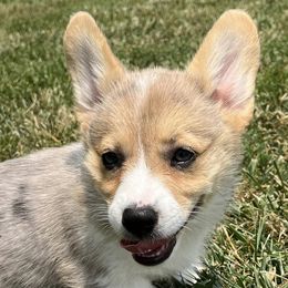 American Corgis and Pembroke Welsh Corgis from Chapman Corgis