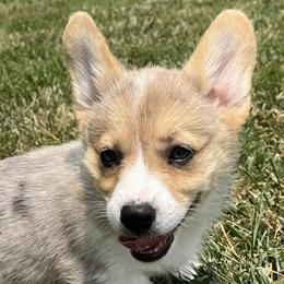 American Corgis and Pembroke Welsh Corgis from Chapman Corgis