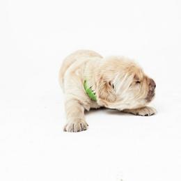 Gussy Fink-Nottle - Golden male Golden Retriever puppy in Fairview, Tennessee from Full of Grace Goldens