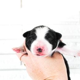 Miniature Australian Shepherd Puppies from Yarborough Kennels