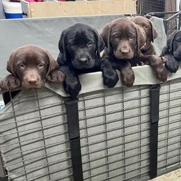 Labrador Retriever Puppies from On My Side Kennels