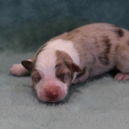 Kaylee - Red merle female Miniature Australian Shepherd puppy in Weatherford, Texas from Ridgestar Aussies