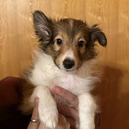 Tiana - Sable and white female Shetland Sheepdog puppy in Nacogdoches, Texas from Dreamer’s Shelties