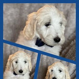 Aussiedoodle and Goldendoodle Puppies from Gray Doodles