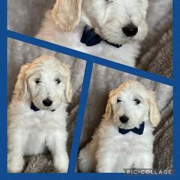 Aussiedoodle and Goldendoodle Puppies from Gray Doodles