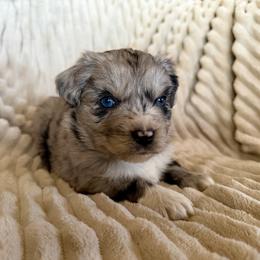 Skye - Blue merle female Miniature Australian Shepherd puppy in New Hampton, Iowa from Full River Australian Shepherds