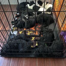 Goldendoodle Puppies from Crystal Coast Cuddles