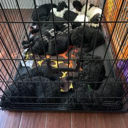 Goldendoodle Puppies from Crystal Coast Cuddles