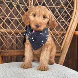 Anara - Red  female Goldendoodle puppy in Enumclaw, Washington from Owen-a-Doodle