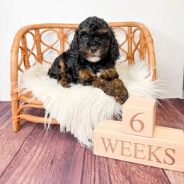 Detroit - Phantom male Goldendoodle puppy in from Pink Poodles and Doodles