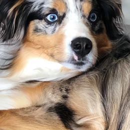 Miniature American Shepherds from Bjork Mini American Shepherds