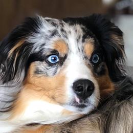Miniature American Shepherds from Bjork Mini American Shepherds