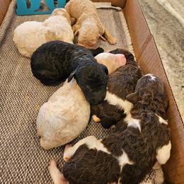 Boy 6 - male Poodle puppy in Detroit, Michigan from Pretty Spoiled Spoos llc