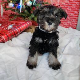 Miniature Schnauzer Puppies from Barenaba Schnauzers