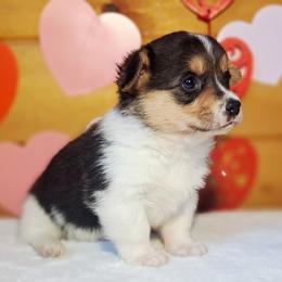 Cassiopeia - Black and white female American Corgi puppy in Gouverneur, New York from St. Lawrence Corgis