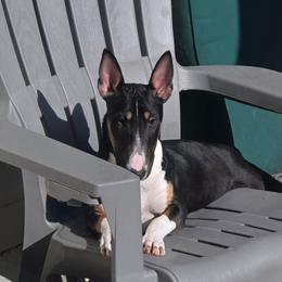 Bull Terrier Puppies from Lynn Hill Bull Terriers