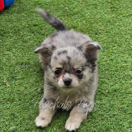 Dolly - Merle female Chihuahua puppy in Bowdon, Georgia from Paschal's Pups