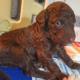 Aspen - Chocolate male Labradoodle puppy in Siloam Springs, Arkansas from Siloam Doodles