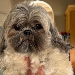 Benny - Blue male Shih Tzu puppy in Victorville, California from RUMBLE n TUMBLE