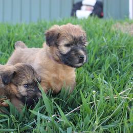 Australian Shepherd and Soft Coated Wheaten Terrier Puppies from Ironwood Ridge Kennels