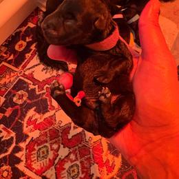 Angus - Black male Scottish Terrier puppy in Stanford, Kentucky from Bluegrass Scottish Terriers