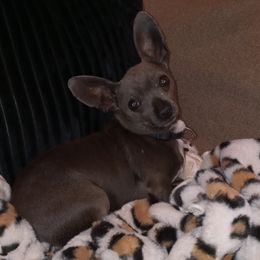 Bubba - Chihuahua